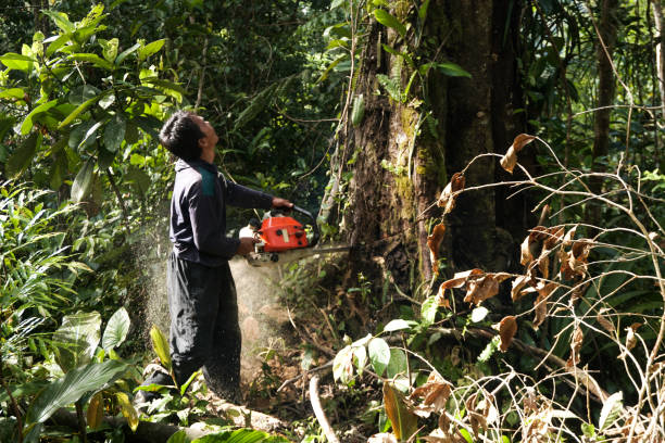 Best Stump Grinding and Removal  in Ardia, CA