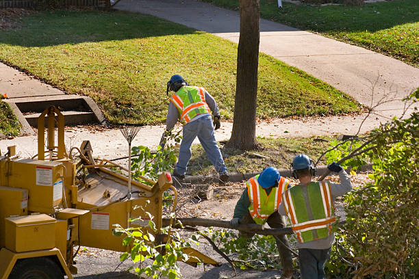 Best Palm Tree Trimming  in Ardia, CA